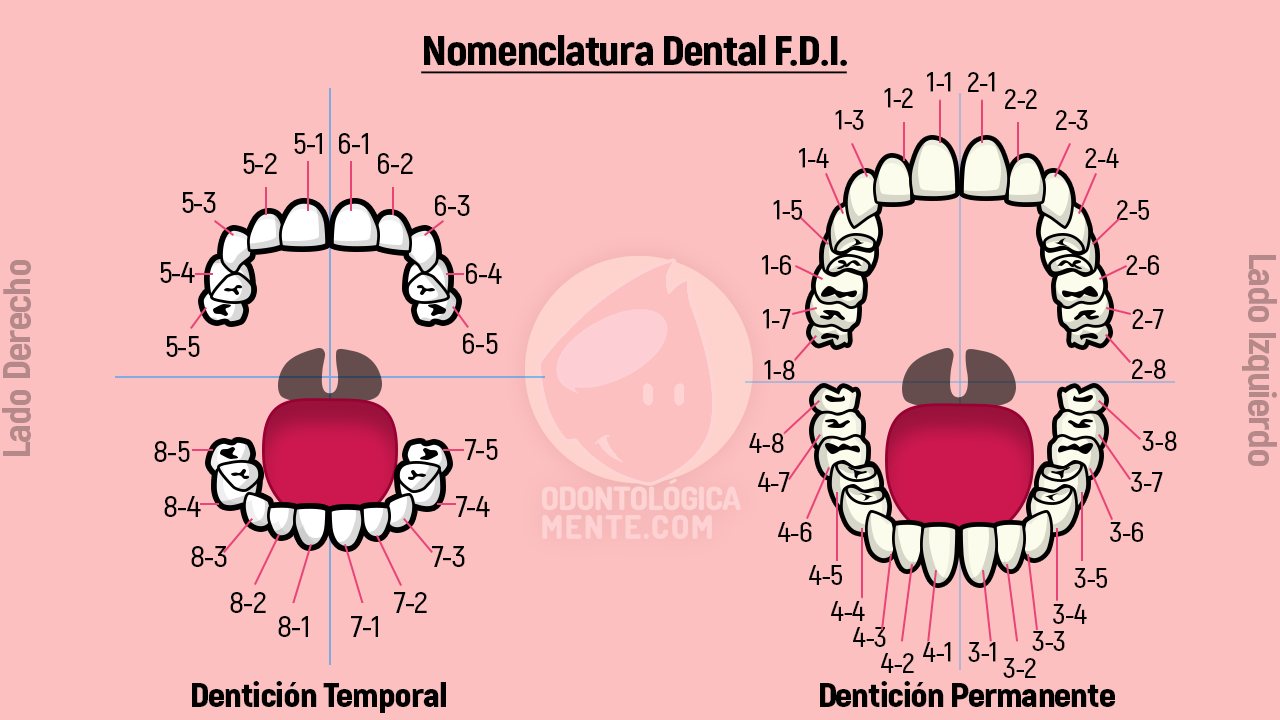 Cuadrantes Dentales Odontograma Y Numeracion De Los Dientes Anatomia ...